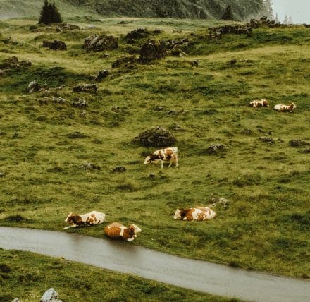  Cows in the road: what to do if you have an accident involving livestock 