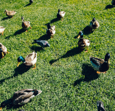  ‘Getting one’s ducks in a row’: What are the benefits of voluntary land registration for your farm? 