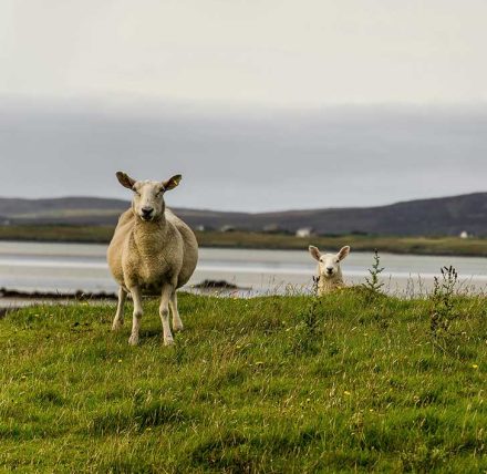  Harper Macleod advises on preservation of north west Highlands croft land   